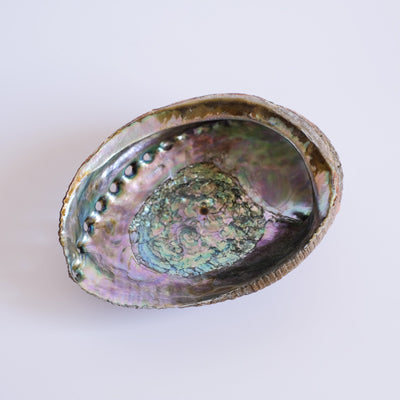 Abalone Smudge Shell